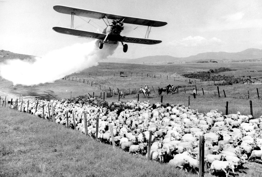 A plane dusts 1,200 sheep against ticks with 10 per cent DDT powder, dichlorodiphenyltrichloroethane, on the Hoover ranch in Medford, Ore. in 1948. (AP Photo)
