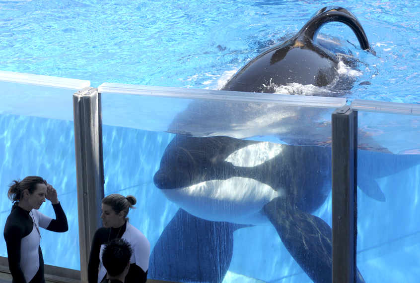 Orca whale Tilikum watches as SeaWorld Orlando trainers take a break during a training session in Orlando, Fla. Tilikum died 	January 6, 2017. (AP/Phelan M. Ebenhack)