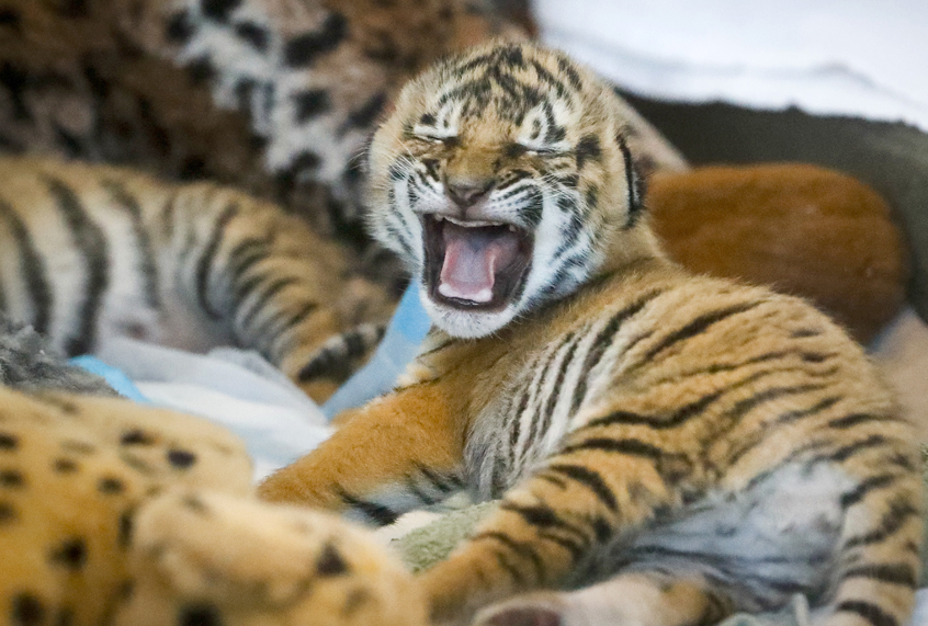 Newborn Malaysian tiger cubs rest in their nursery before they are fed at the Cincinnati Zoo & Botanical Gardens. (AP/John Minchillo)