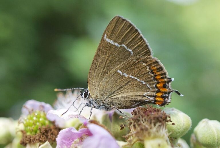 The rare white-letter hairstreak butterfly was spotted in Scotland for the first time since 1884. (Ian Kirk/Wikipedia)