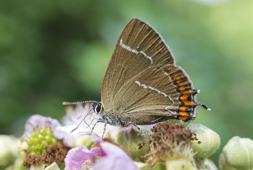 The rare white-letter hairstreak butterfly was spotted in Scotland for the first time since 1884. (Ian Kirk/Wikipedia)