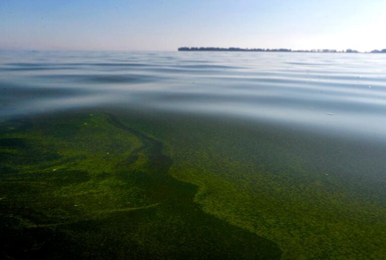 Algae floats on the surface of Lake Erie's Maumee Bay in Oregon, Ohio, on Friday, Sept. 15, 2017. (AP/Paul Sancya)