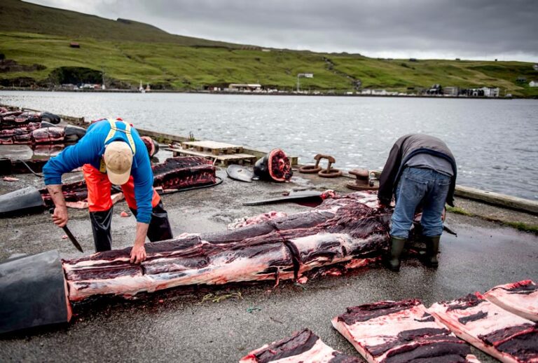 Men skin the body of a pilot whale on the quay in Jatnavegur near Vagar on the Faroe Islands on August 22, 2018 (Getty/Mads Claus Rasmussen)
