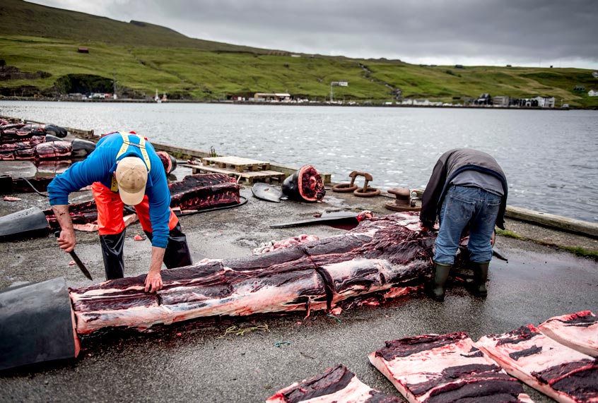 Men skin the body of a pilot whale on the quay in Jatnavegur near Vagar on the Faroe Islands on August 22, 2018 (Getty/Mads Claus Rasmussen)