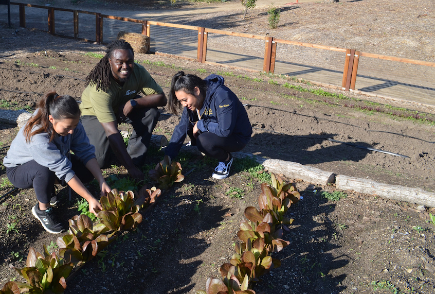 Roy Reid (center) working with service learning students at the CSUF garden. (Sara Johnson/Civil Eats)