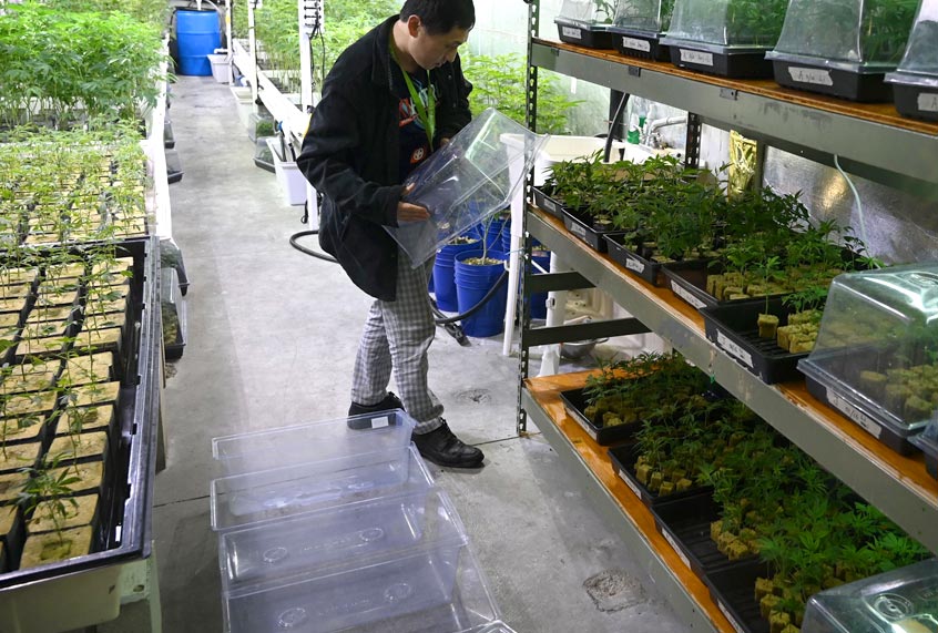 The California Compassionate Care Network (CCCN) marijuana dispensary's grow operation is one of the stops on the cannabis tour organized by L.A.-based Green Tours, January 24, 2019 in Los Angeles, California. (Getty/Robyn Beck)