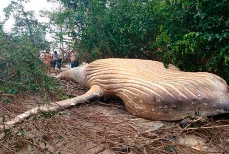 An image of the humpback whale in the Amazon Jungle. (Instagram/bicho_dagua)