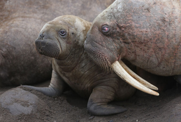 (Sophie Lanfear / Silverback/Netf)