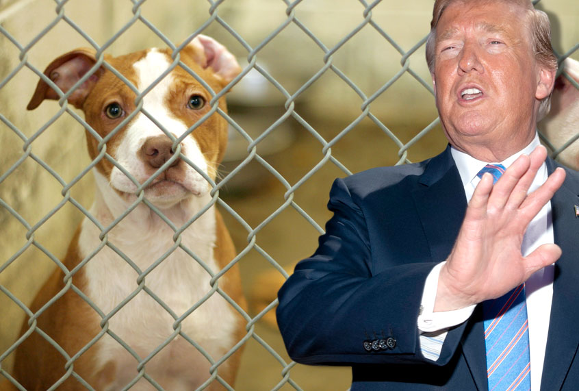 Donald Trump speaks as he visits a new section of the border wall with Mexico in Calexico, Calif., Friday April 5, 2019. (AP/Getty/Salon)