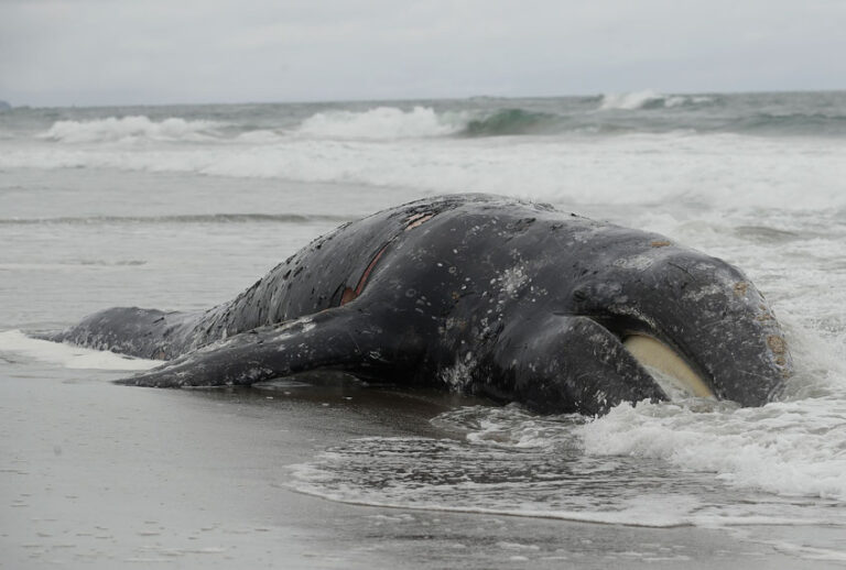 Waves roll into a dead whale at Ocean Beach in San Francisco, Monday, May 6, 2019. (AP/Jeff Chiu)