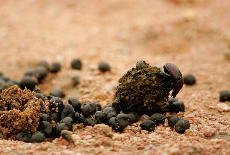 during the second round of The Alfred Dunhill Championship at The Leopard Creek Country Club on December 7, 2007 in Malelane, South Africa. (Warren Little/Getty Images)