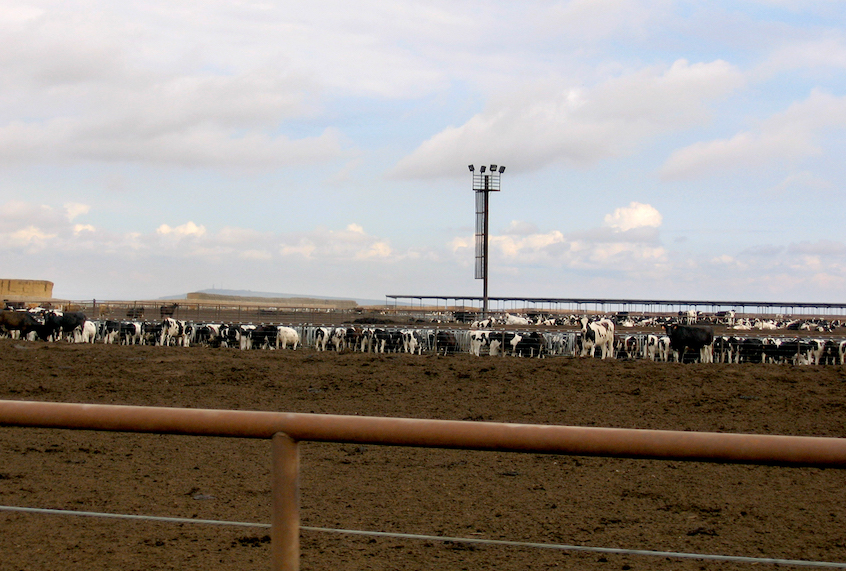 attle in drylot at Threemile Canyon Farms in Oregon. (Photo CC-licensed by Friends of Family Farmers.)
