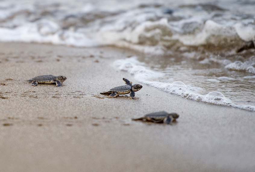This picture taken on October 18, 2018 shows newborn green turtles heading to the sea after being released from a protected area on Thameehla Island. - Peril plagues the young life of a baby turtle in Myanmar; if the crabs don't get them before they scramble from the beach to the sea, poachers or fishing trawlers may do - while habitat destruction also decimates their numbers. Myanmar's waters boast five of the world's seven sea turtle species, including the critically endangered hawksbill, the endangered green turtle as well as the olive ridley, leatherback and loggerhead turtles, all listed as vulnerable. (Photo by Ye Aung THU / AFP) / PHOTO ESSAY by Ye Aung THU        (Photo credit should read YE AUNG THU/AFP/Getty Images) (Ye Aung Thu/AFP/Getty Images))