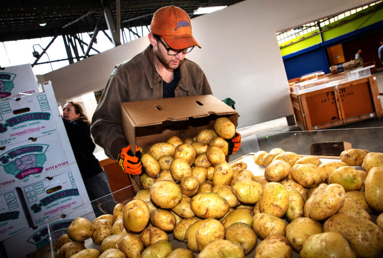 Recovering potatoes for Food Forward. (Photo © Eron Rauch)