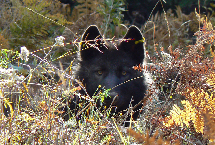 OR-11, a male pup (born spring 2011) from the Walla Walla pack, waking up from anesthesia after being radio-collared on Oct. 25, 2011. It was the second wolf in the pack to be collared. (Photo courtesy of ODFW.)
