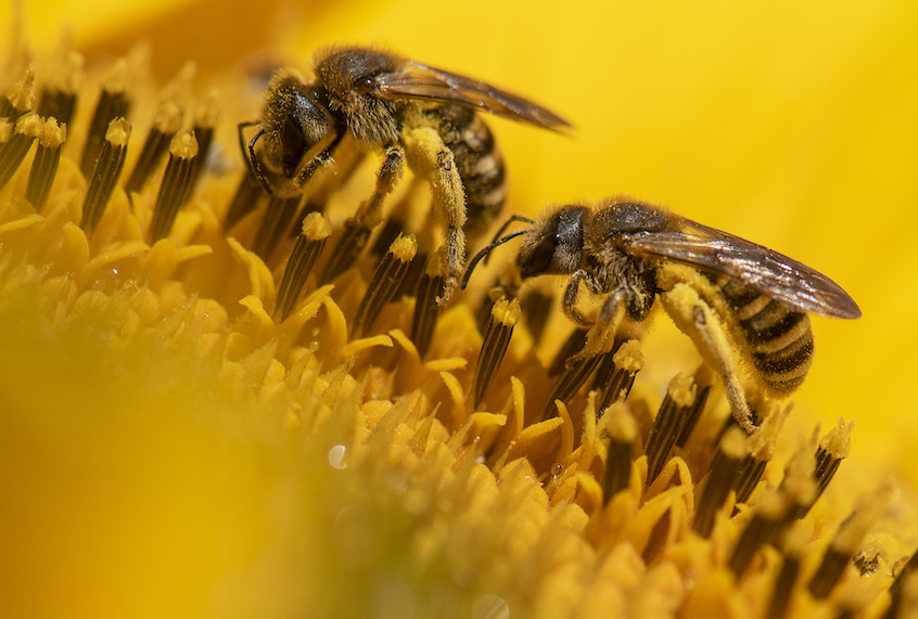 A picture taken on July 4, 2019 shows bees collecting nectar on a sunflower in a field in Weisskirchen, Germany. (Boris Roessler/AFP/Getty Images)