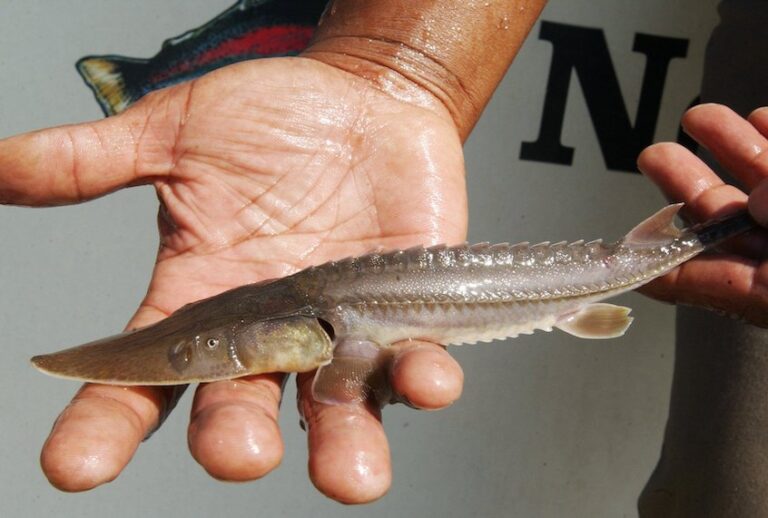 Pallid sturgeon (L.G. Patterson/AP Photo)