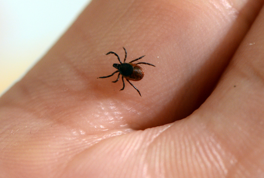A picture taken at the French National Institute of Agricultural Research (INRA) in Maison-Alfort, on July 20, 2016 shows a tick, whose bite can transmit the Lyme disease.  / AFP / BERTRAND GUAY/Getty Images) (Bertrand Guay/Getty Images)