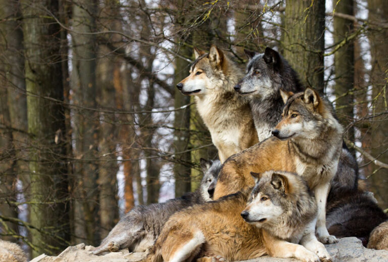 (Getty/Cloudtail_the_Snow_Leopard)