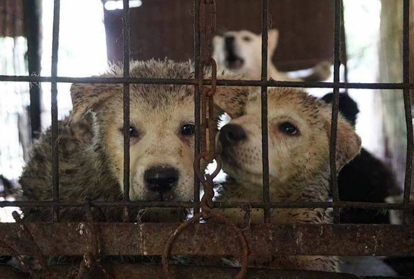 (Save Korean Dogs)