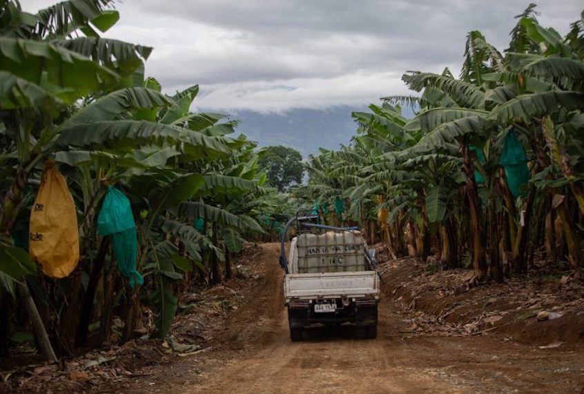 A banana plantation in the village of San Jose, in the province Mindanao. Hundreds of families from the tribe of Manobo-Higaonon were displaced when their houses were demolished in July 2018 by local security men following a court order in favor of a businessman occupying 307 hectares of their ancestral domain. (Jeoffrey Maitem / Global Witness)