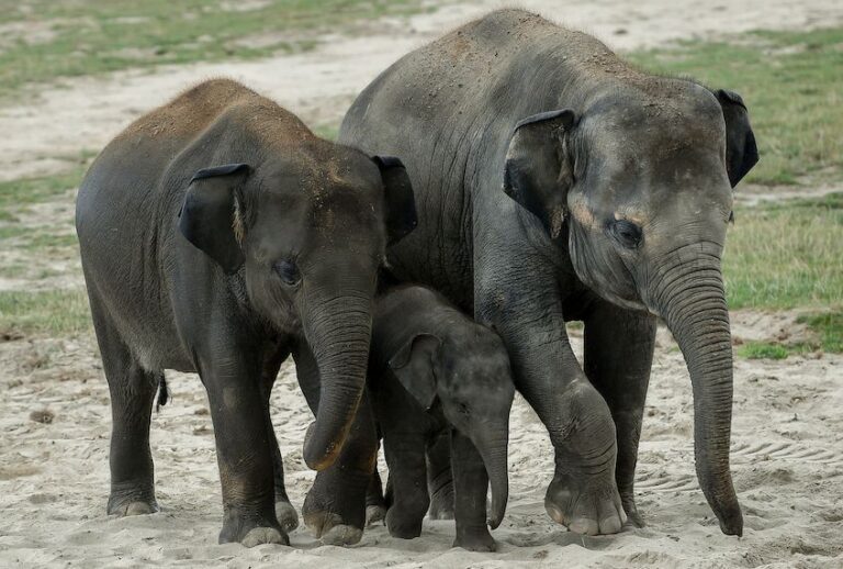 A young elephant from Asia stands near his mother in its enclosure at the Pairi Daiza Zoo in Brugelette, eastern Belgium, on August 15, 2019 (Photo by Philippe HUGUEN / AFP)        (Photo credit should read PHILIPPE HUGUEN/AFP/Getty Images) (Philippe Huguen/AFP/Getty Images)