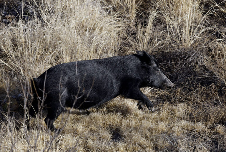 A feral pig runs across desert scrub on a ranch near Mertzon, Texas, Wednesday, Feb. 18, 2009. (AP/Eric Gay)