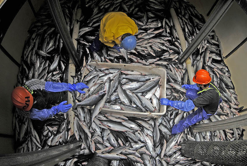 Pink salmon are unloaded from a hold of a salmon seiner in Southeast Alaska Thursday August 7. Pink salmon (humpys) are finally starting to show up in Southeast Alaska waters but salmon seiners and processors say the season is far below predicted catch numbers. While 44,885,000 pinks were harvested in 2007, the number is just approaching the 1 million mark for 2008. Alaska Department Of Fish & Game biologists say the pinks are deep due to cold water and hopefully both the south and the north runs will hit in mid August. (Klas Stolpe/AP Photo)