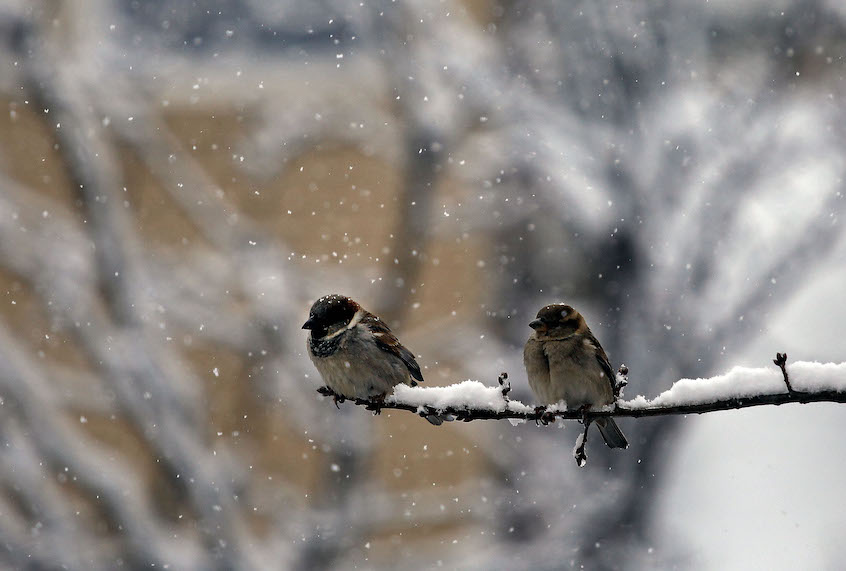Two birds perch on a snow-covered branch of a tree during a storm in Washington, DC, March 21, 2018. (David Gannon/AFP/Getty Images)