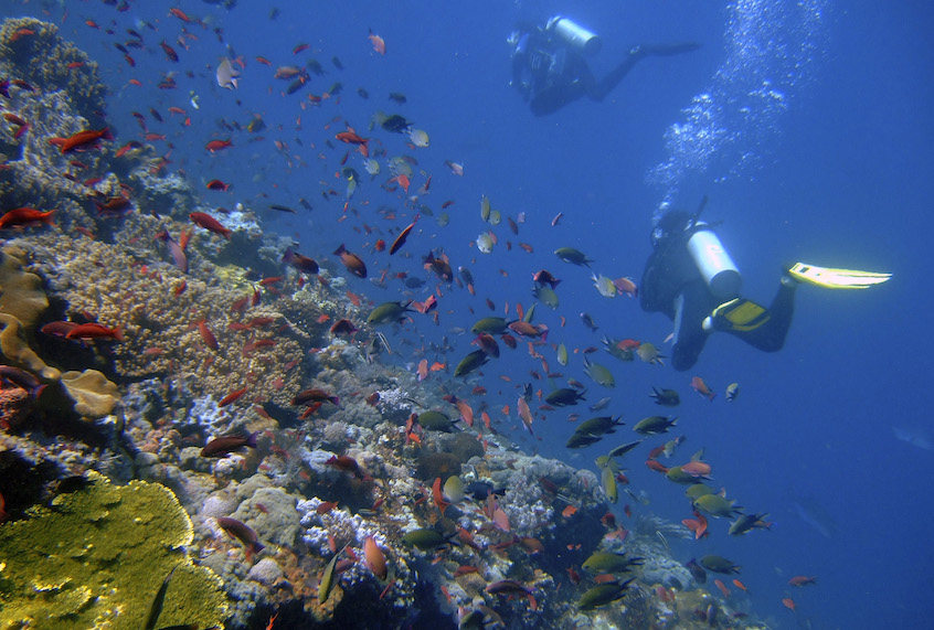Divers swim near coral reefs teeming with fishes in the water off Komodo island, Indonesia, Thursday, April 30, 2009. Indonesia will hold an international ocean conference in North Sulawesi capital of Manado next week where delegates are expected endorse agreements aimed at protecting the ocean and coral reefs from the impacts of the climate change. Corals serve as breeding grounds and habitat for many of the world's marine species and act as indicators of overall ocean health.  (AP Photo/Dita Alangkara) (AP Photo/Dita Alangkara)