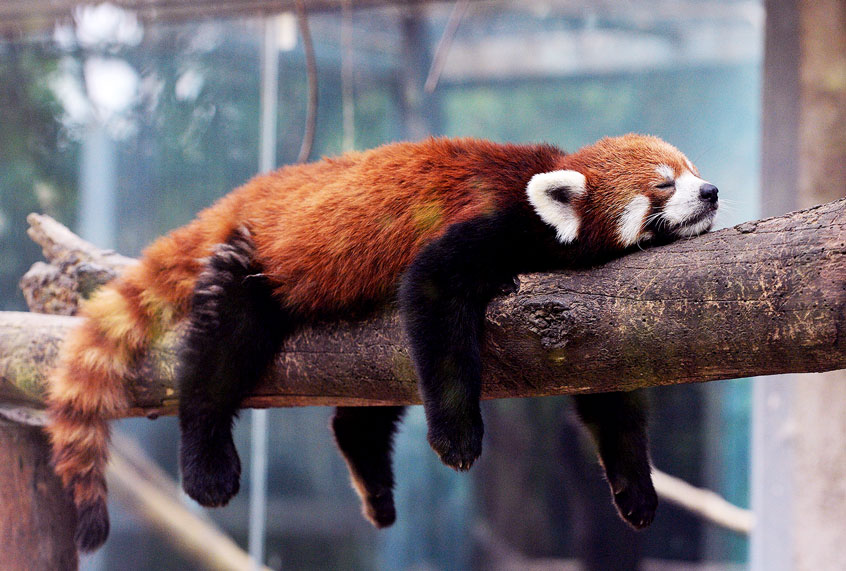 A red panda (also known as a lesser panda) relaxes in its enclosure at the Beijing zoo on June 24, 2013. The zoo grounds were originally a Ming Dynasty imperial palace and finally opened to the public in 1908. (MARK RALSTON/AFP/Getty Images)