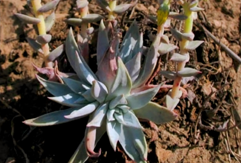 The Dudleya Verityi succulent (Wiki Commons)