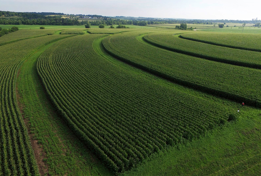 Prairie Strips on Larry and Margaret Stone’s farm near Traer, IA. Strips were frost seeded in January 2016 and this photo was taken in July 2017, showing the first year of growth. (Lynn Betts of the NRCS / SWCS)