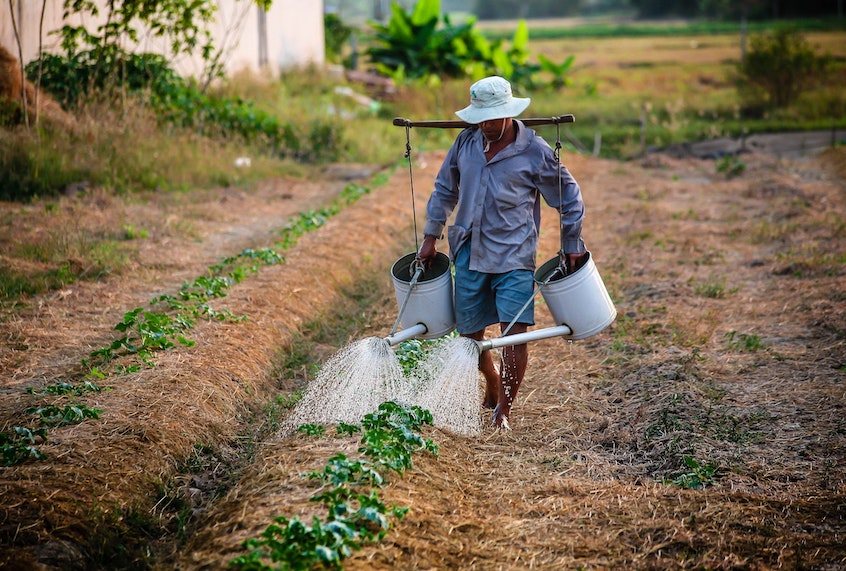 The prices farmers receive for crops do not cover all the costs of keeping farms viable, not to mention the extra costs of ecological or regenerative farming systems. The farm crisis is not over. (Pixabay/Pexels)