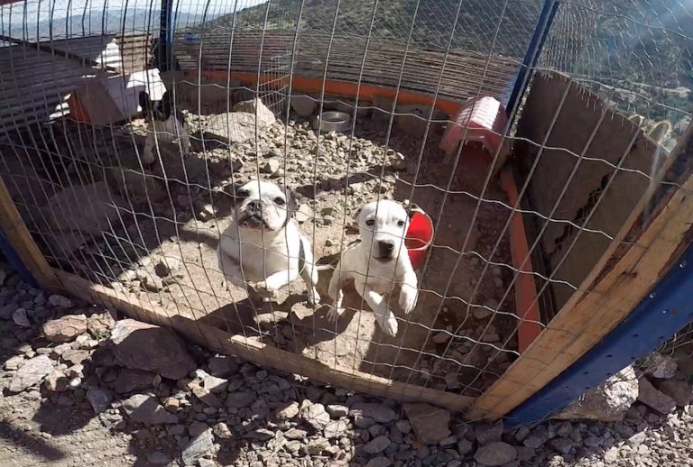 Dogs at an illegal kennel in Llay Llay, Chile. (Lady Freethinker)