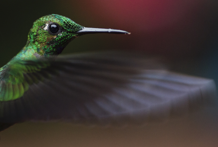A Green Crowned Brilliant is pictured at a Hummingbird feeding station on January 15, 2016 in Alajuela, Costa Rica. (Dan Kitwood/Getty Images)
