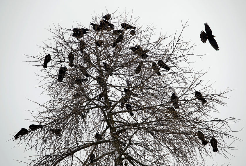 jackdaw birds on a tree in Davos (Getty Images/ AFP/FABRICE COFFRINI)