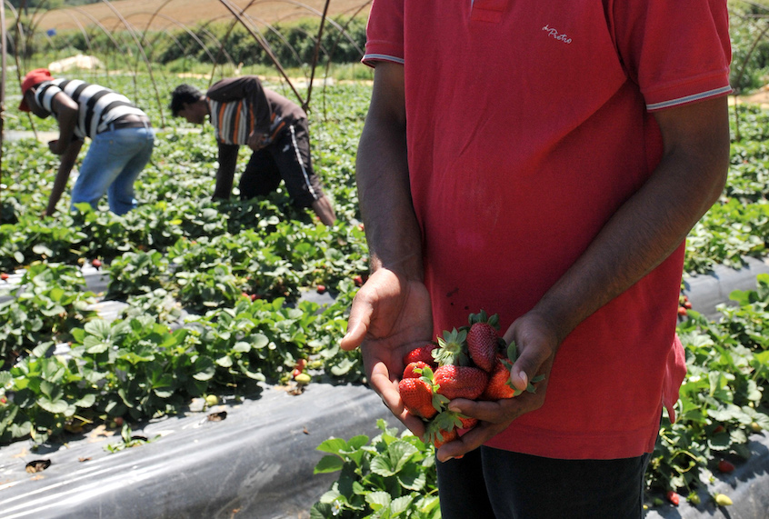 A migrant worker holds strawberries in Nea Manolada on April 18, 2013. (Giota Korbaki/AFP/Getty Images)