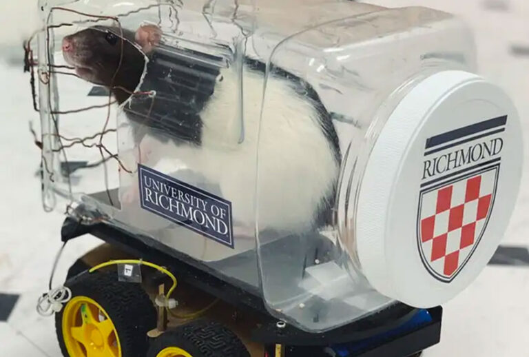 Rats in a University of Richmond lab have learned to drive in little cars. (Kelly Lambert/University of Richmond)