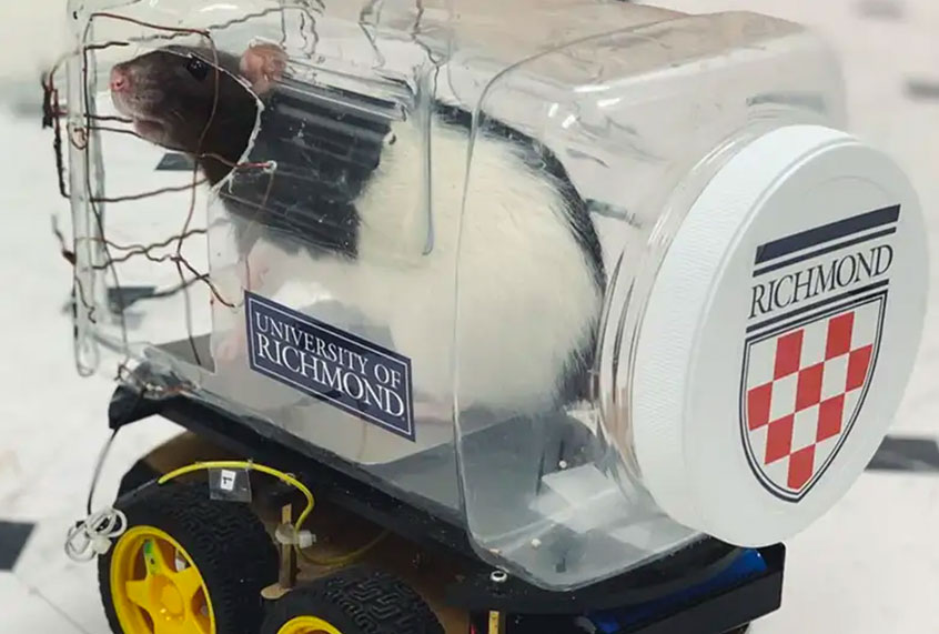 Rats in a University of Richmond lab have learned to drive in little cars. (Kelly Lambert/University of Richmond)