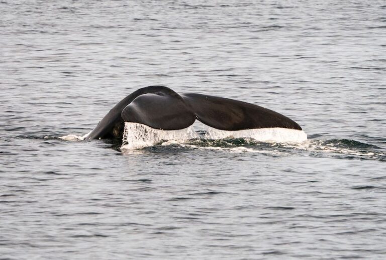 A North Atlantic right whale swims in the waters of Cape Cod Bay April 14, 2019 near Provincetown, Massachusetts. (Don Emmert/AFP/Getty Images)