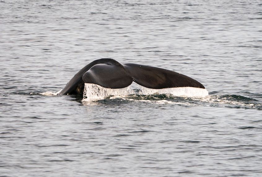 A North Atlantic right whale swims in the waters of Cape Cod Bay April 14, 2019 near Provincetown, Massachusetts. (Don Emmert/AFP/Getty Images)