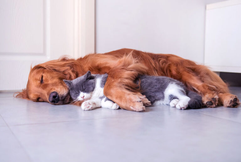 Golden Hound and British short-haired cat (Getty Images/iStock)