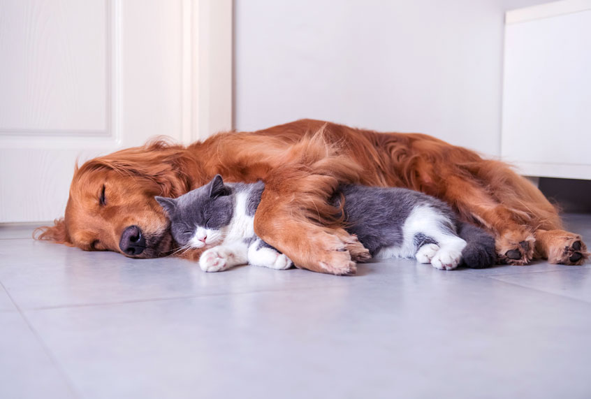 Golden Hound and British short-haired cat (Getty Images/iStock)
