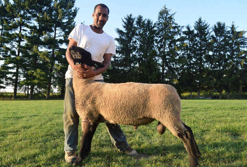 (Bismi Allah Farms)