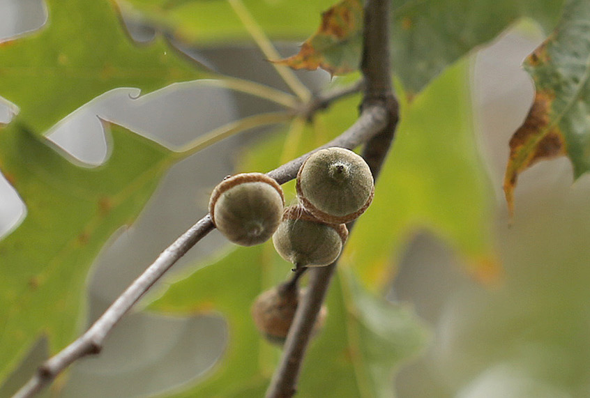 PORTLAND, ME - OCTOBER 12: Acorns hang from high in an oak tree at Deering Oaks. (Staff photo by Ben McCanna/Staff Photographer) (Staff photo by Ben McCanna/Staff Photographer/Portland Press Herald Via Getty)