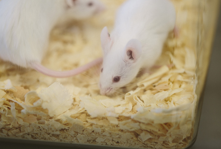 BAR HARBOR, ME - AUGUST 28: Research mice, which are genetically modified to allow research on degenerative disorders, such as ALS,  in the Jackson Laboratory in Bar Harbor, ME on Thursday, August 28, 2014. Luntz's lab provides genetically modified ALS mice to research labs around the world, and also conducts their own ALS research. (Photo by Whitney Hayward/Staff Photographer) (Whitney Hayward/Staff Photographer/Portland Press Herald Via Getty)