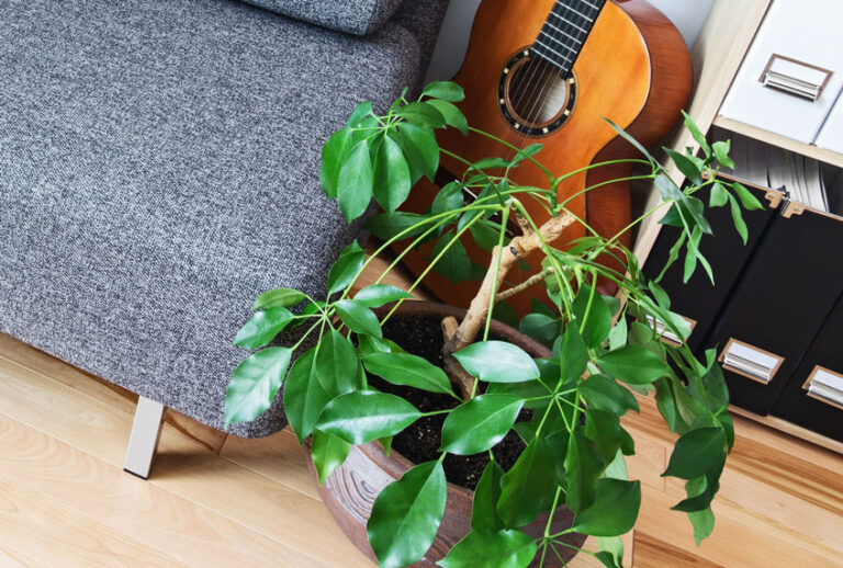 House plant and musical instrument (Getty Images)