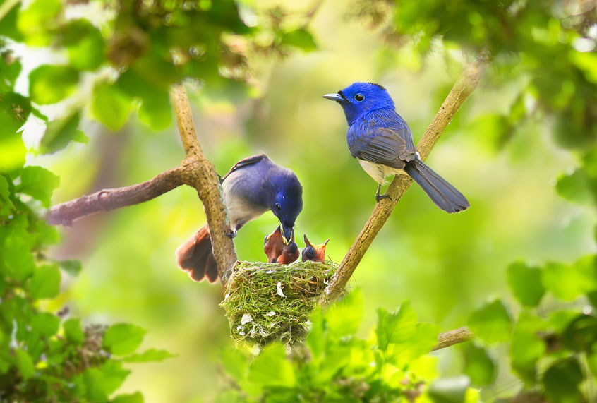 Birds in a backyard, feeding their babies (Getty Images)