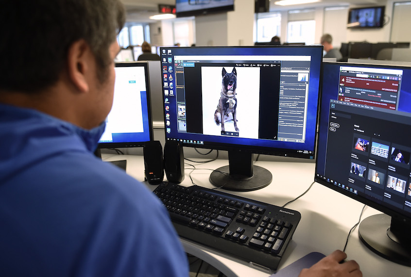 This photo illustration taken on October 28, 2019 in Washington DC, shows an employee of AFP looking at a picture of a dog that helped capture the Leader of ISIS Abu Bakr al-Baghdadi. The picture of the dog (name not declassified) was twitted by US President Donald Trump on October 28, 2019. (STR/AFP via Getty Images)